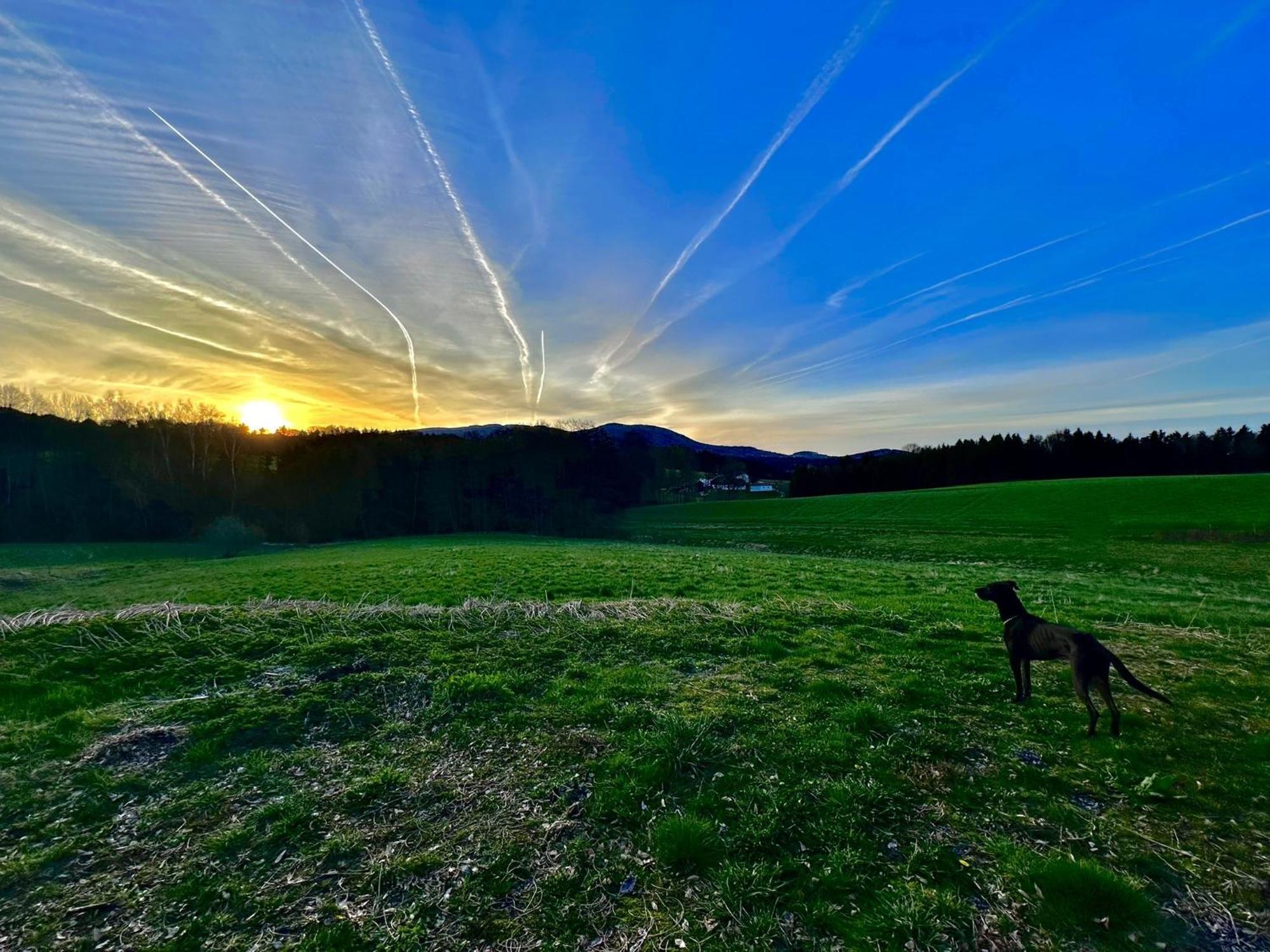 Gemuetliches Alpenblick Berg-Bungalow + Grosser Garten + Netflix! Schöfweg المظهر الخارجي الصورة